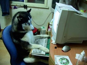 собака за компьюетром
